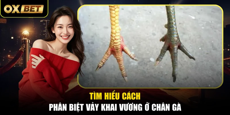 Tìm hiểu cách phân biệt vảy Khai Vương ở chân gà